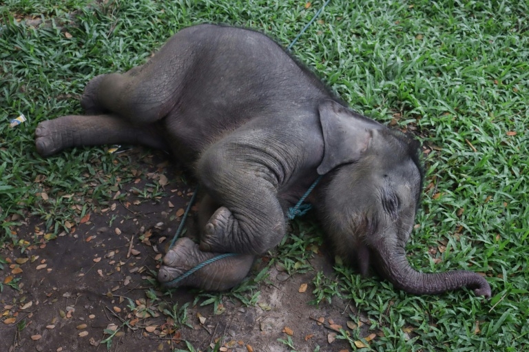 Baby elephant separated from mother rescued in Indonesia