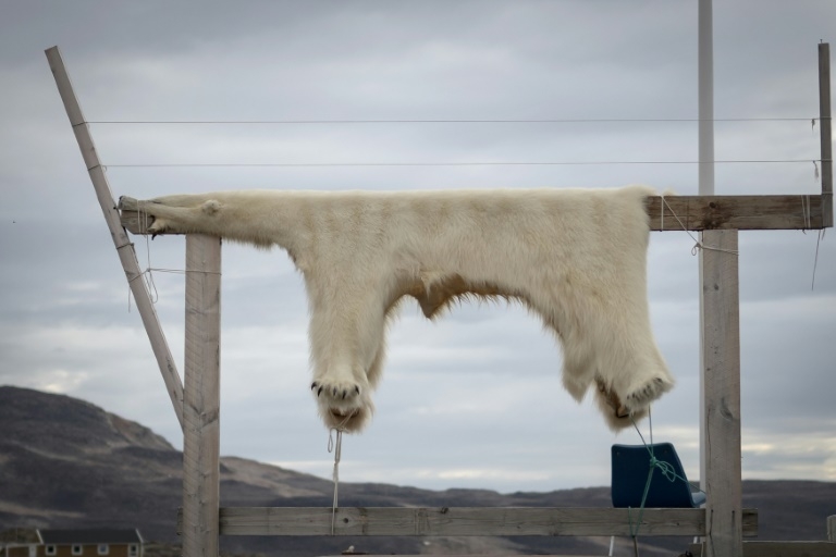 Diet puts Greenland Inuit at risk from 'forever chemicals': study