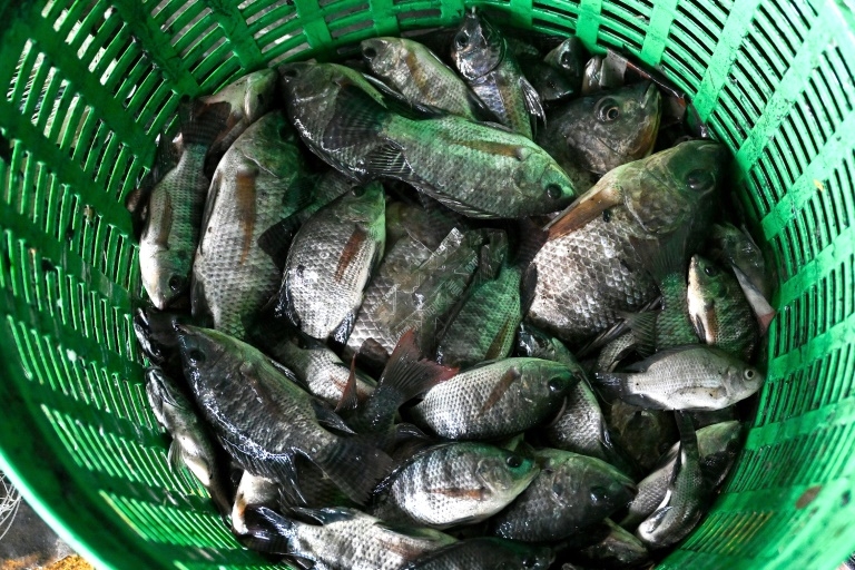 Thai court accepts invasive fish case against food giant