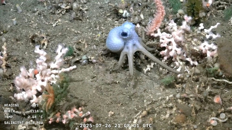 Patrick Star and 'Drag Queen' crab: underwater robot live stream captivates Argentines