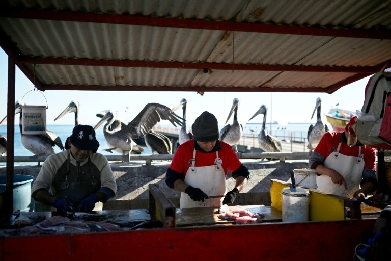 Missing merluza: Chile's battle to save its favorite catch