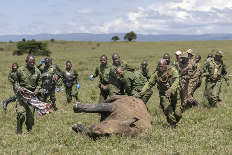 How to move a rhino