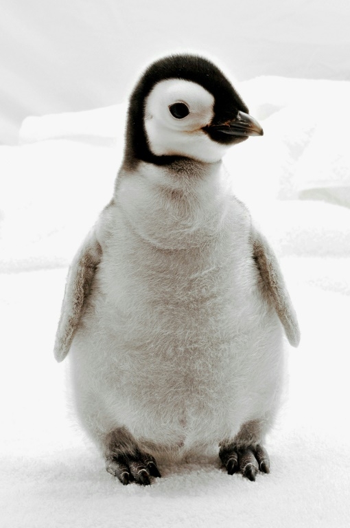 Emperor penguin populations declining faster than expected