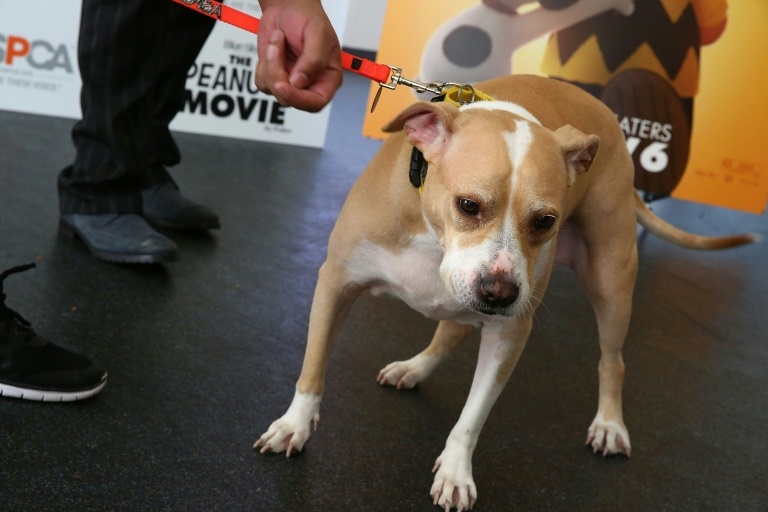 Dog shoots man in bed, 'paw stuck in trigger'