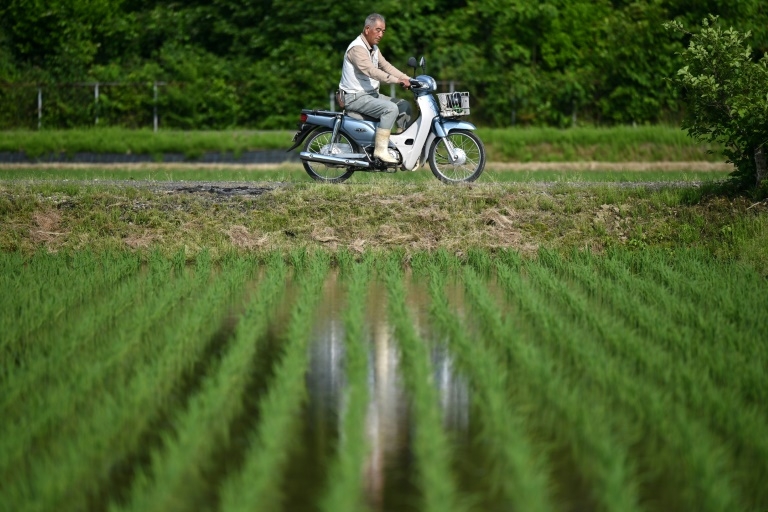 Rice prices Japan's hot political issue, on and off the farm