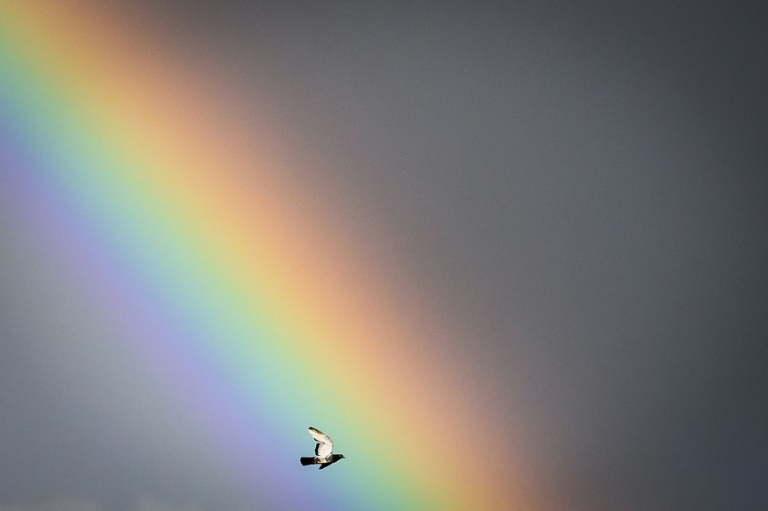 Pricing birdsong: EU mulls nature credits to help biodiversity