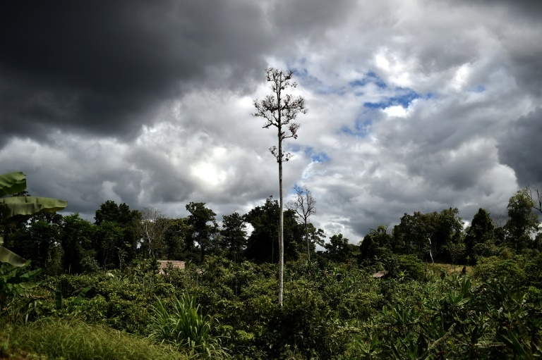 Papua New Guinea lifts ban on forest carbon credits