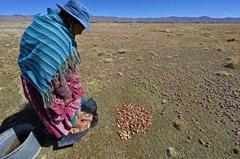Study reveals potato's secret tomato heritage
