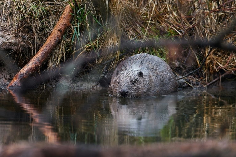 Dam fine: beavers save Czech treasury $1 million