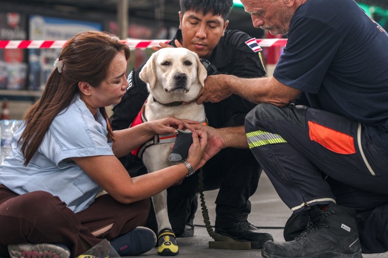 Thailand rescue dogs double as emotional support