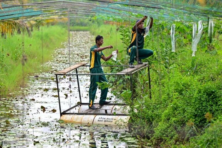Salt of the earth: Pilot project helping reclaim Sri Lankan farms
