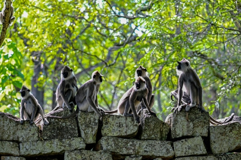 Monkey business delays Sri Lanka's wildlife survey