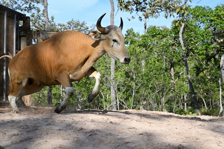 Rare wild cattle herded in Cambodia by helicopter