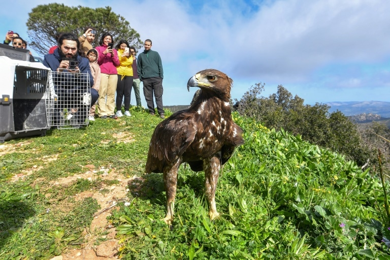 Golden eagle soars again after rescue in Tunisia