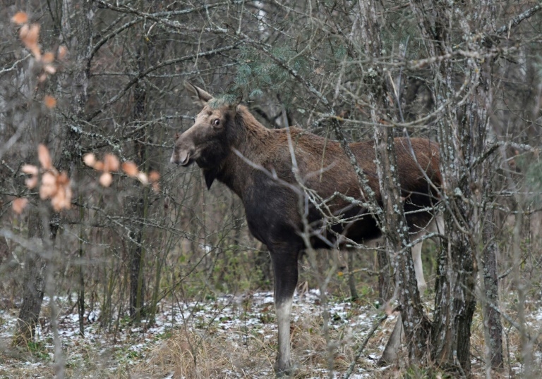Elk could return to UK after 3,000 years as plan wins funding