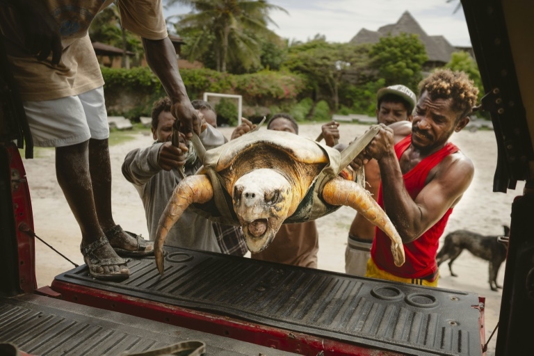 Kenya NGO saves turtles from nets, plastic and rising tides