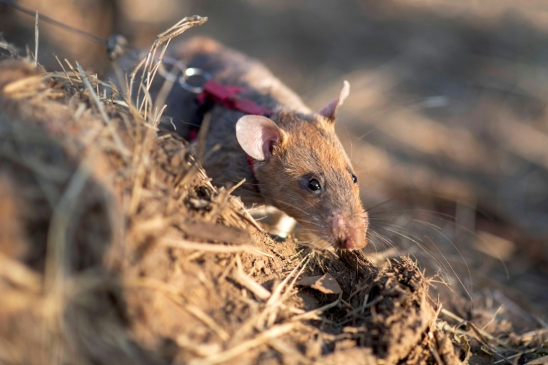 Rat earns world record for sniffing landmines in Cambodia