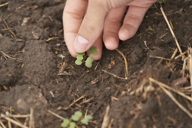 Canada canola farmers squeezed by trade wars on two fronts