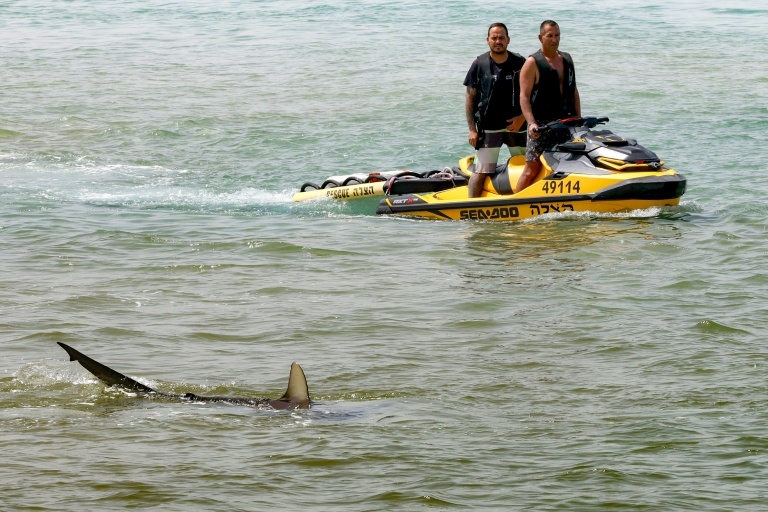 'Alpha predator' sharks and humans clash on an Israeli beach