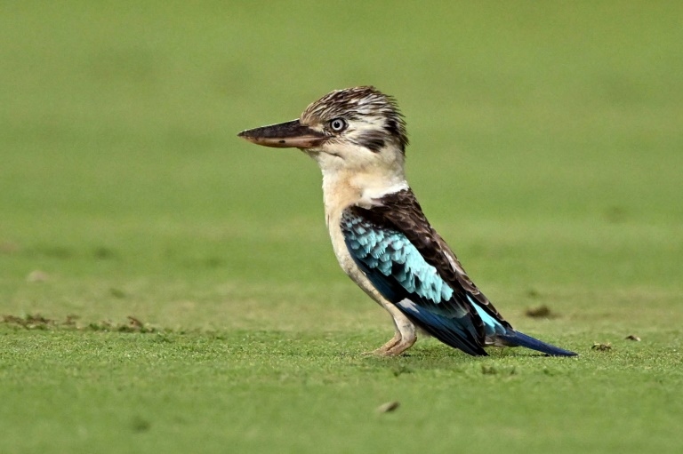 Scientists find surprising sex reversal in Australian birds