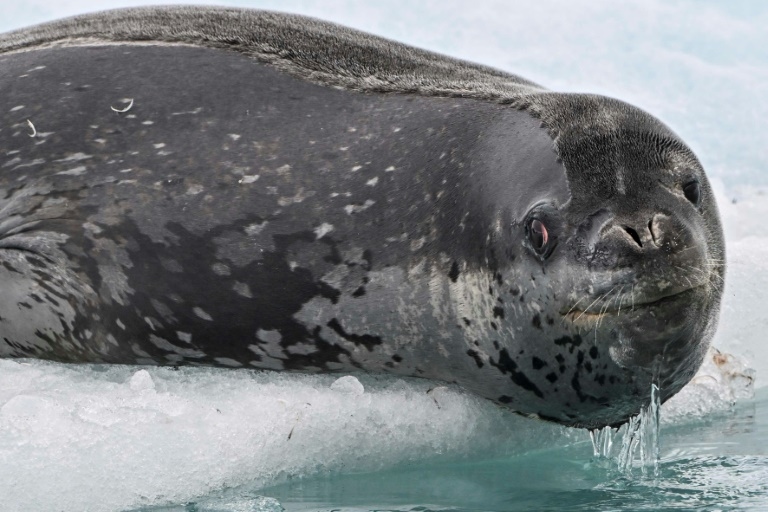 Seals sing 'otherworldly' songs structured like nursery rhymes