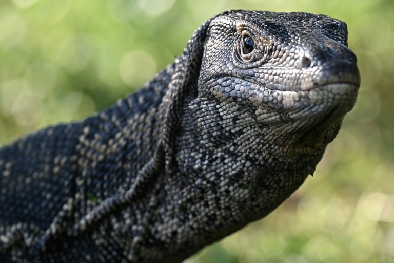 Ancient reptile tracks rewrite when animals conquered land