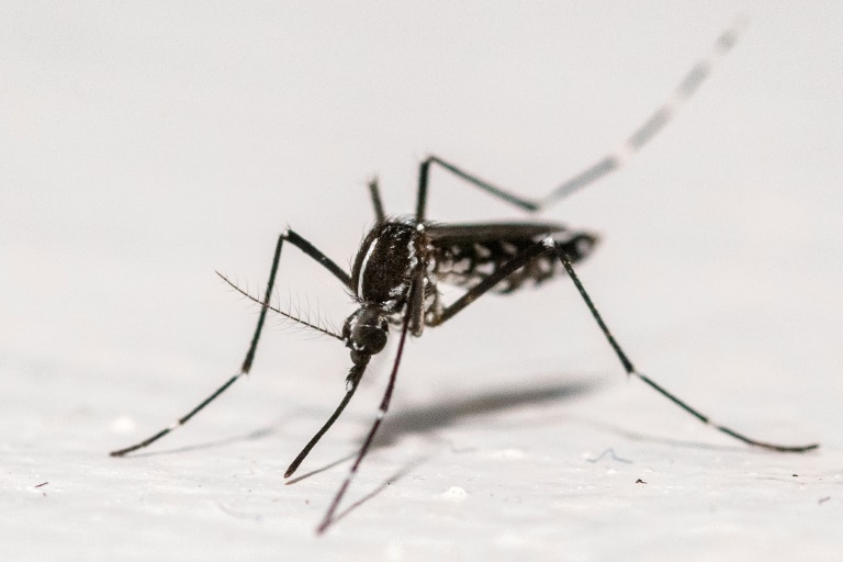 Record number of mosquito-borne disease outbreaks in Europe: health agency