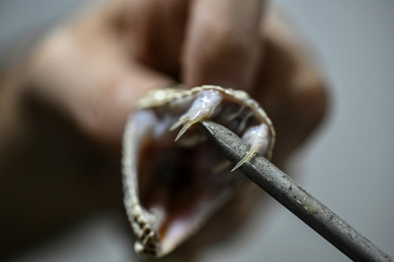 Man who let snakes bite him 200 times spurs new antivenom hope