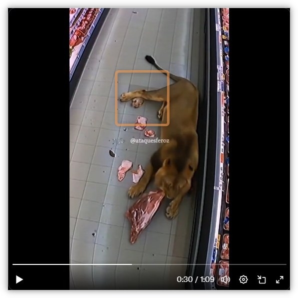 AI-generated video of a lion in supermarket misleads online
