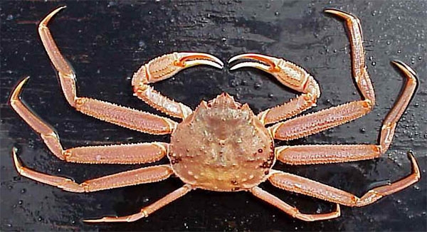 Kodiak man sentenced to one year in prison over illegal transport of Alaska crab to Washington