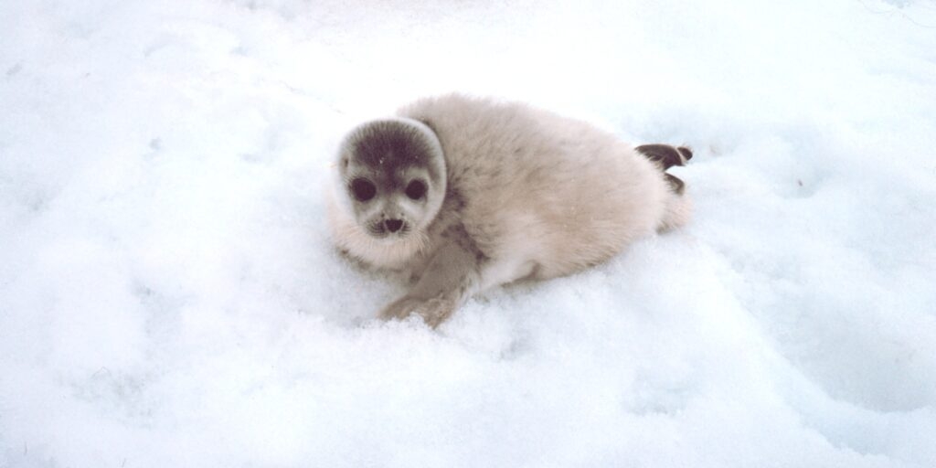 Microplastics are in the fetal tissues of Alaska spotted seals, new research finds