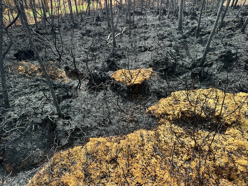 Fire season starts before Iditarod ends