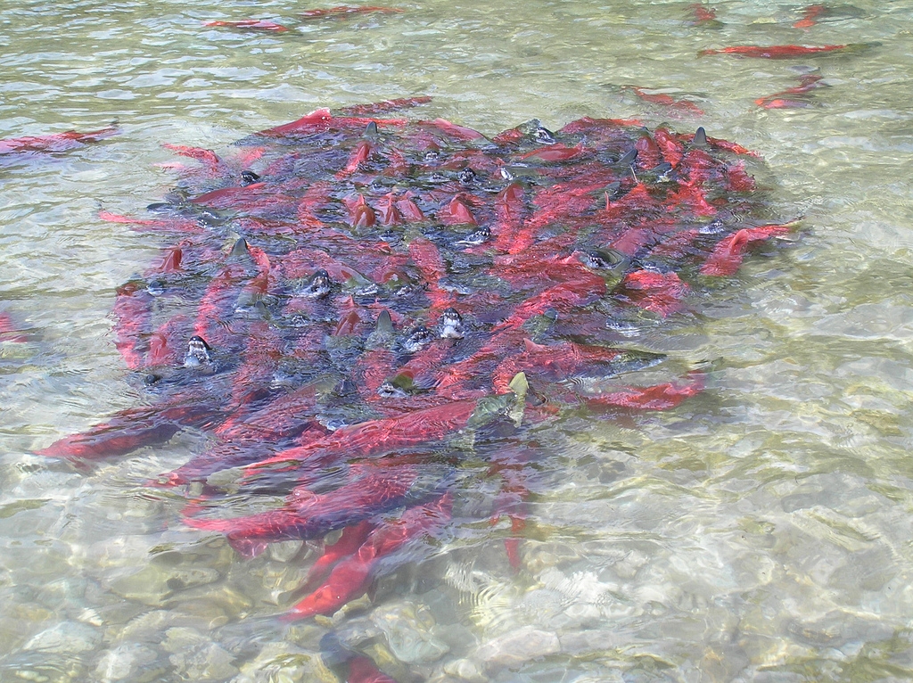 Alaska accuses prominent Kodiak family of widespread fishing permit fraud
