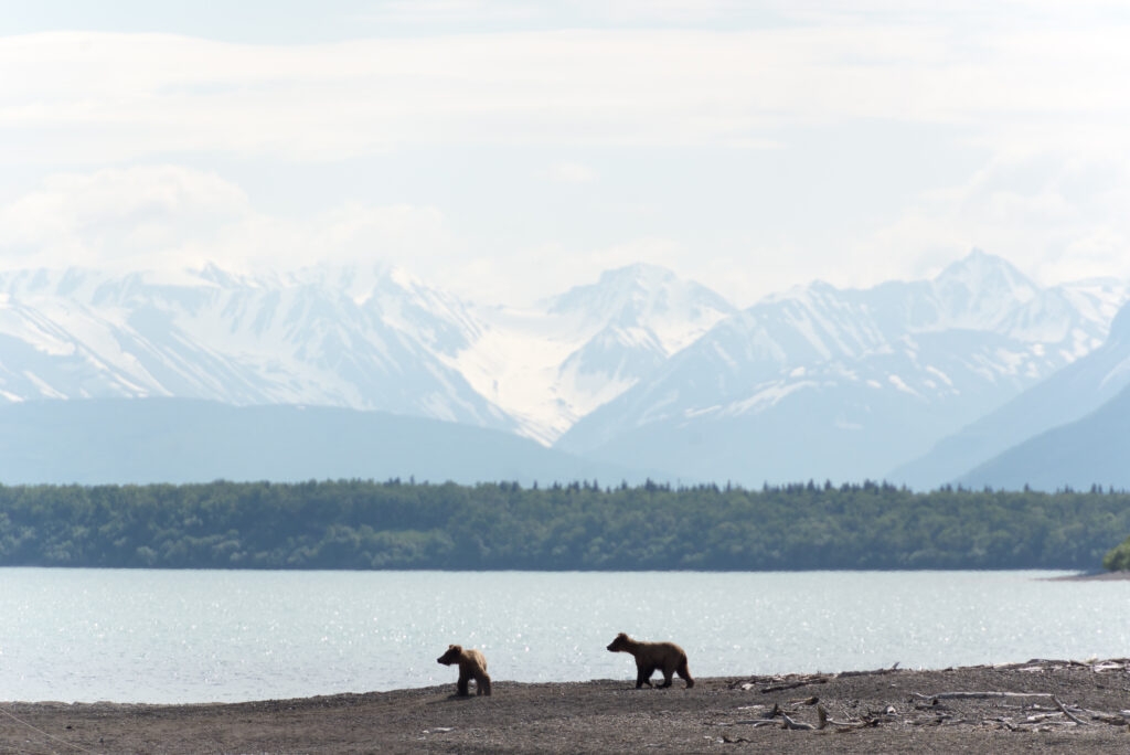 Alaska Board of Game proposes new rules for bear-killing program intended to help caribou hunters