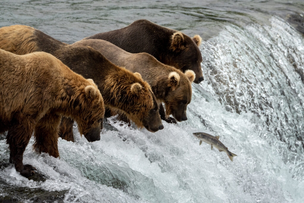 Anchorage judge rules state's brown-bear killings are unconstitutional