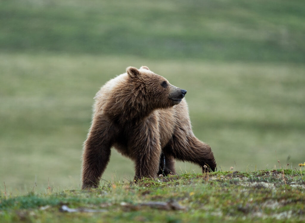 Judge says Alaska bear-killing program remains void, despite emergency authorization