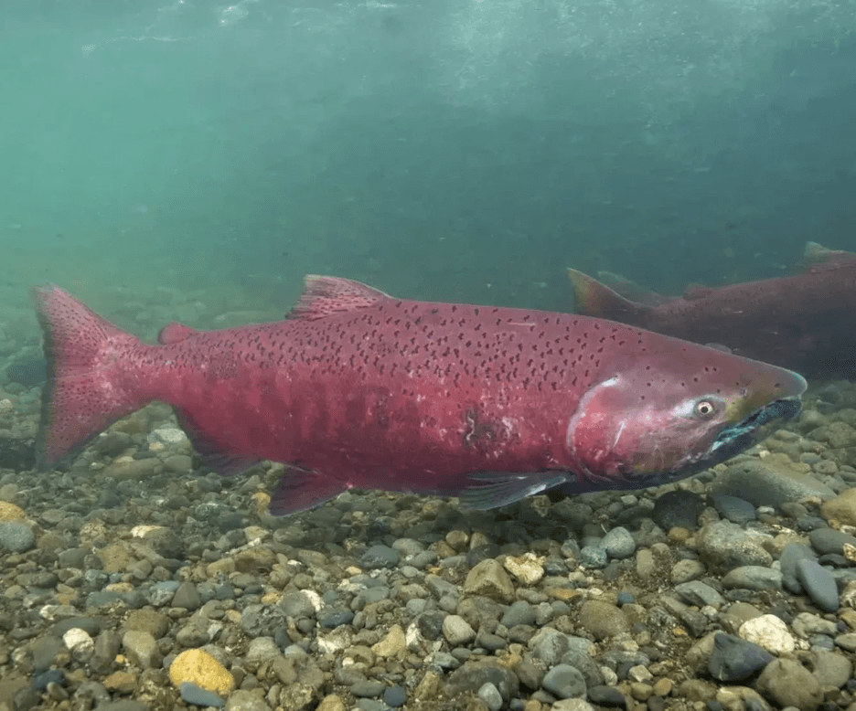 California commercial salmon season is shut down — again. Will the state's iconic fish ever recover?