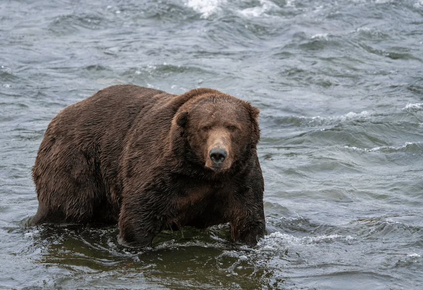 Alaska to resume bear-killing program, despite court order finding it to be void