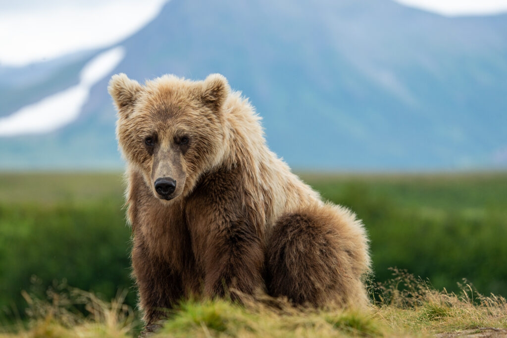 Alaskans have grounds to sue over predator-control killing of bears, court rules