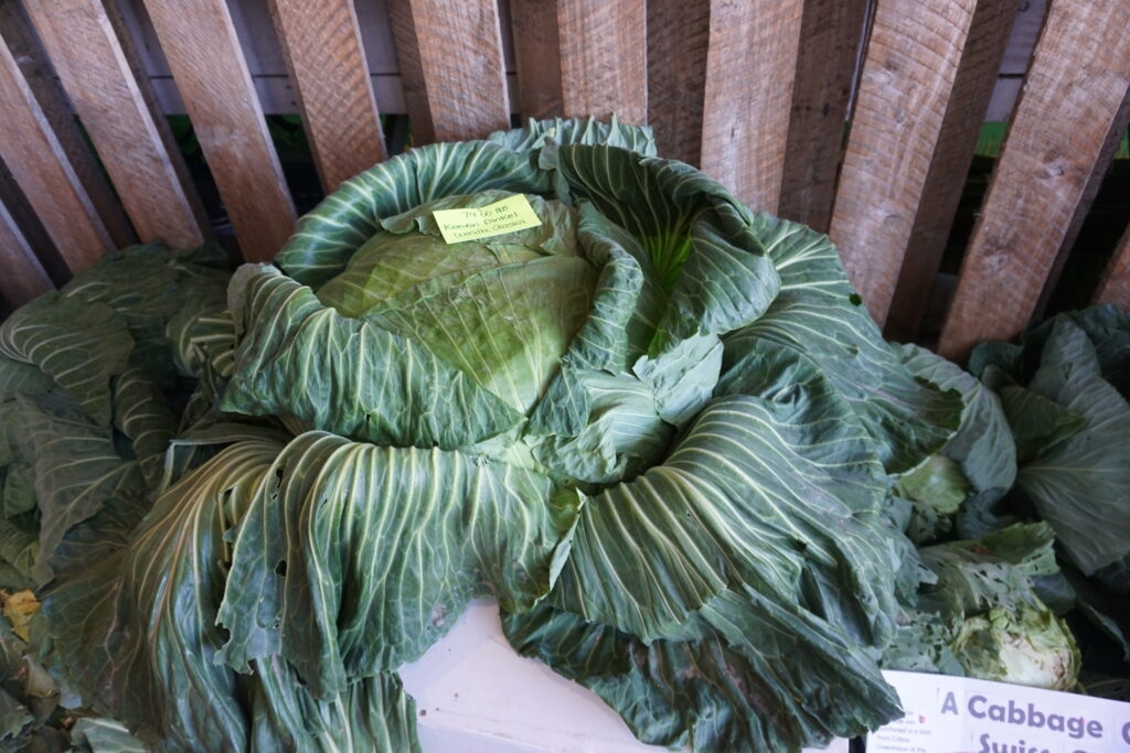 Palmer legislator proposes Alaska's record-setting giant cabbage as official state vegetable