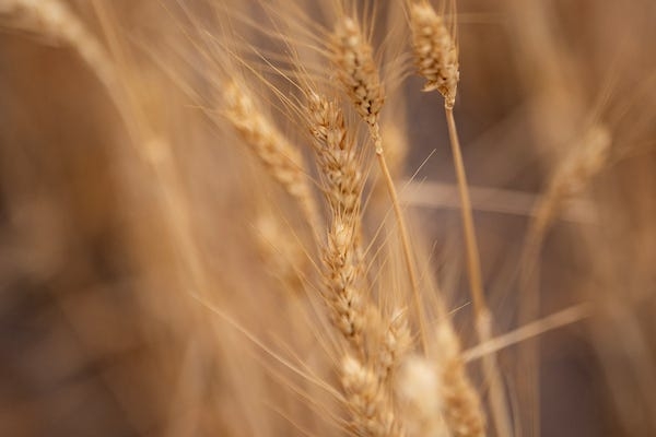 AgriLife wheat plot tour slated for May 22 in Bushland