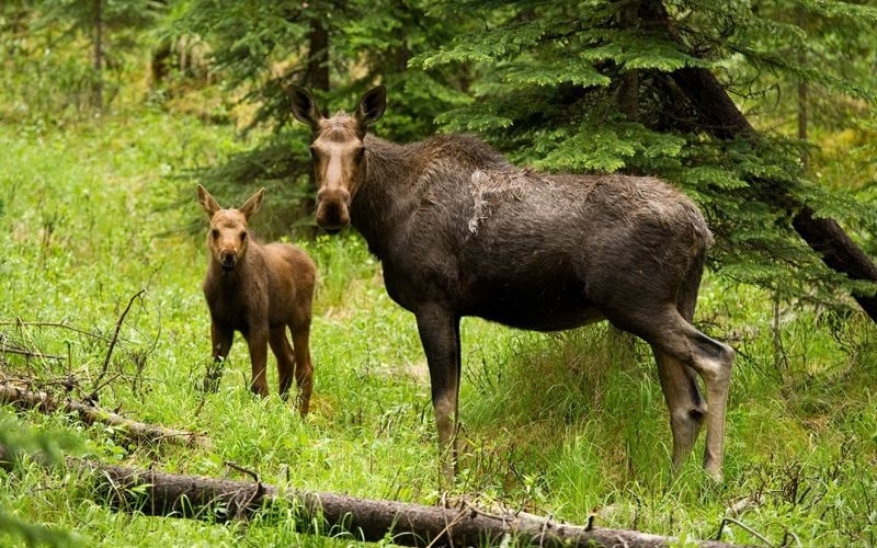 Elk could return to UK after 3,000 years