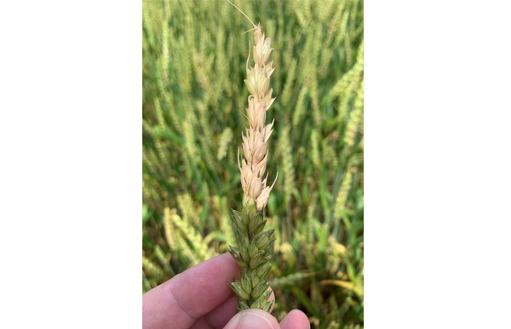 What is Fusarium graminearum, the fungus US authorities say was smuggled in from China?
