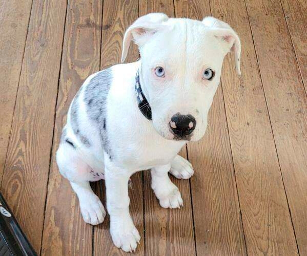 A New Orleans police officer who fatally shot a puppy will face a jury lawsuit trial