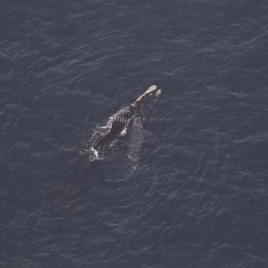 Right whale mom and calf spotted in NY/NJ shipping lanes; NOAA urges boats to go slow