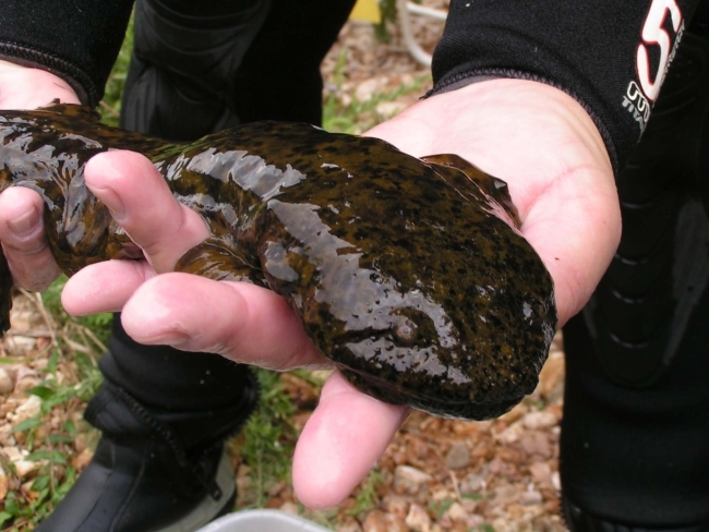 ‘Wildlife are in crisis': Arkansas expert opines on proposed change to Endangered Species Act