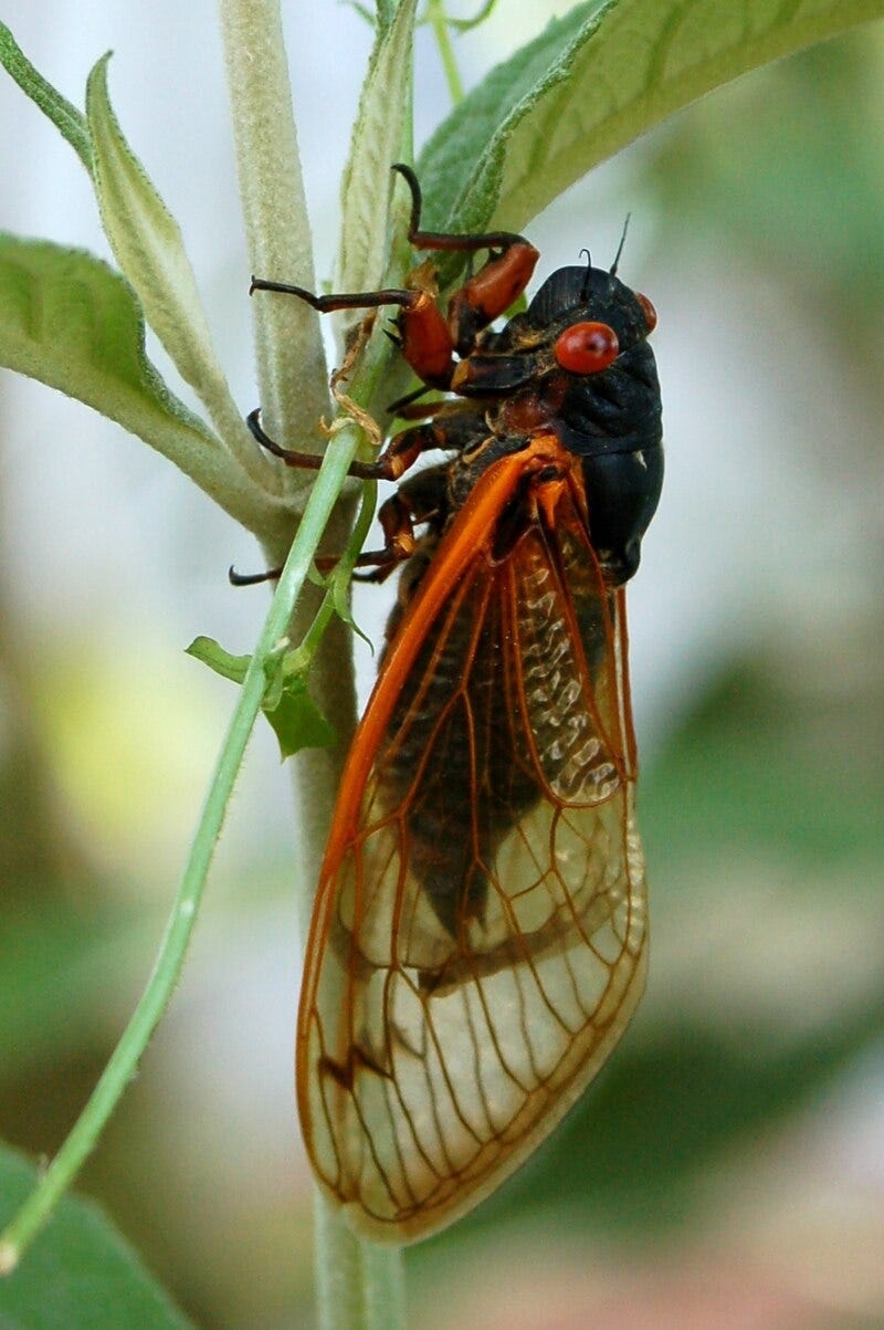 17-year cicadas are coming to Asheville, Western NC soon: What to know about the emergence