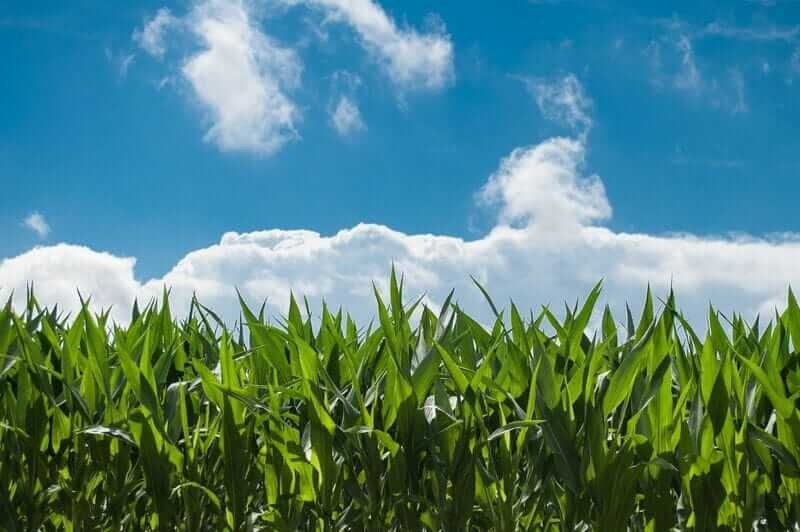 Corn Holding Steady as US and Japan Stike Trade Deal