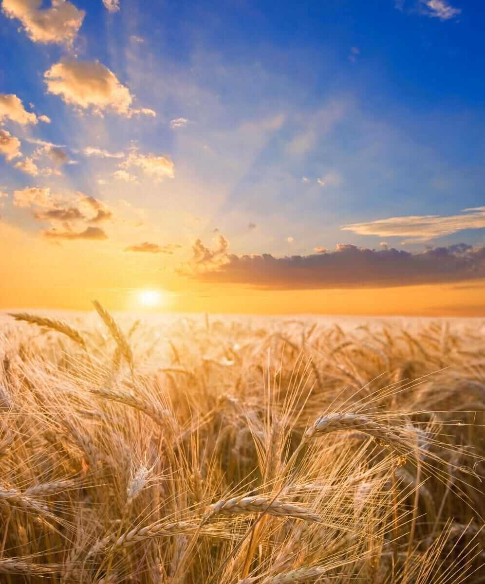 Wheat Falling to Contract Lows on Tuesday