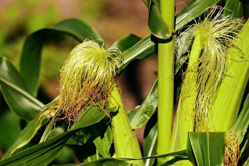 Corn Pressure Lower on Monday, Conditions Drop After the Close